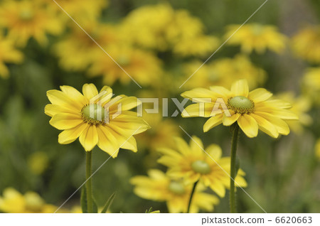Rudobekima Rudobekima 6620663