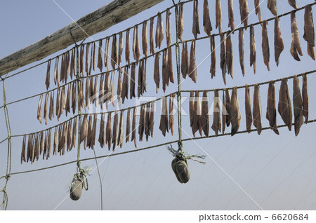 乾魚 乾魚 6620684