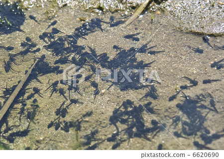 Tadpoles 6620690