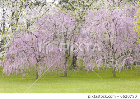 紅色的櫻花 6620750