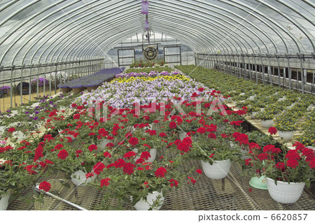 Flower vinyl house Flower vinyl house 6620857