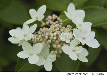 Nori Tougi Nori Tougi 6620887