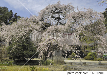 Weeping cherry blossoms at Odogonji Weeping cherry blossoms at Odogonji 6620900