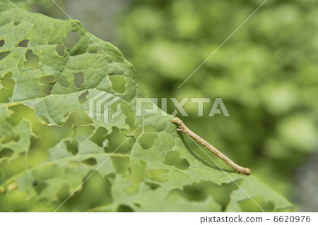Shakuri insect 6620976