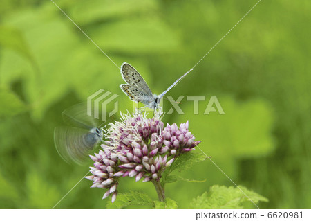 Lycaenidae Lycaenidae 6620981