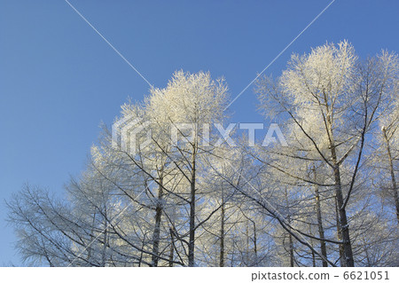 一棵樹 6621051