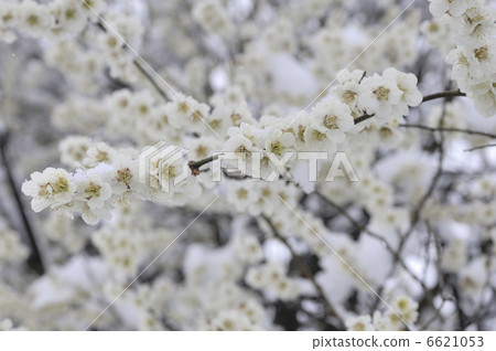 白李子上的雪 6621053