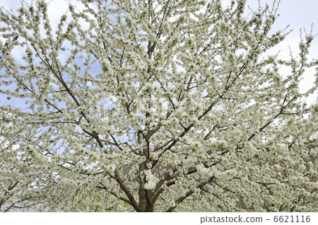 沒有領域 6621116