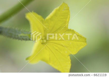 Cucumber flowers 6621119