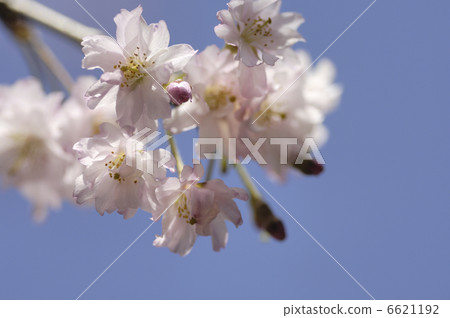 Cherry Blossoms	 6621192