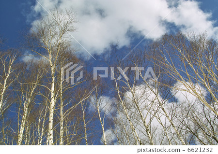 樺樹林 樺樹林 6621232