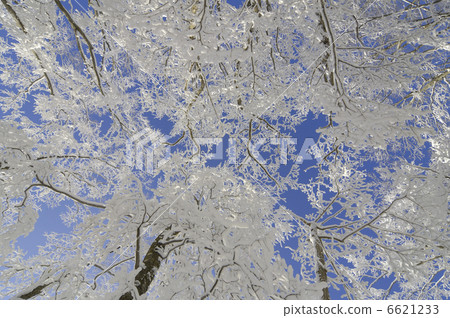 一棵樹 一棵樹 6621233