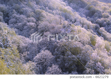 小圓麵包和新鮮的雪 6621279