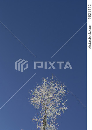 A tree A tree 6621322