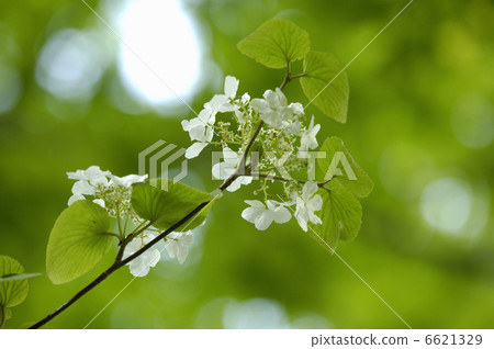 莢furcatum 莢furcatum 6621329