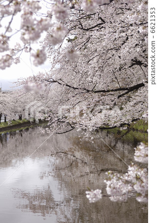 Cherry blossoms at the moat 6621353
