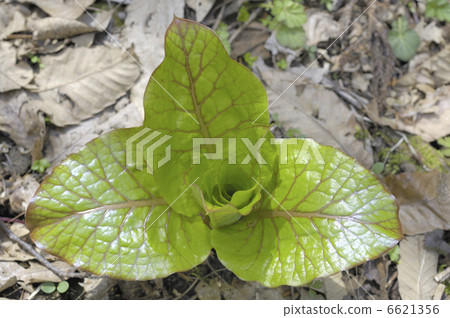 Uba lily 6621356