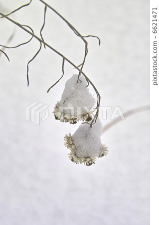 在母親父親的雪 6621471