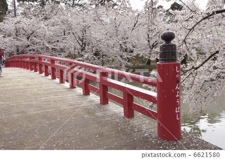 Cherry blossoms in western moat 6621580