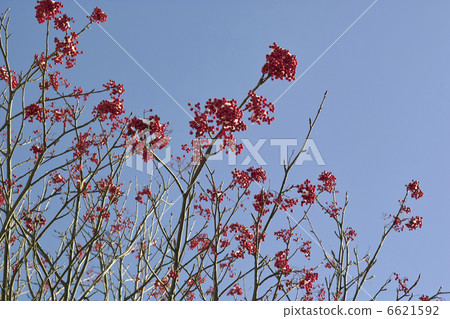 七個水果 6621592