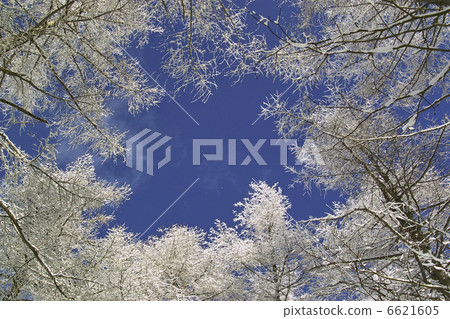 Karamatsu森林 6621605