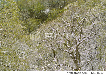 森林和新鮮的雪 6621632