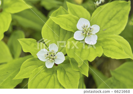 Umebachissau 6621668