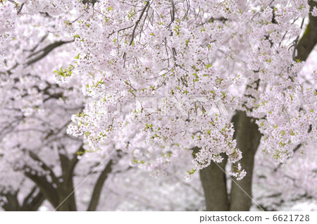 Cherry Blossoms Cherry Blossoms 6621728