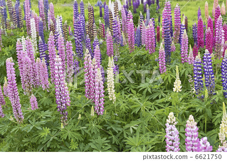 Lupine Lupine 6621750