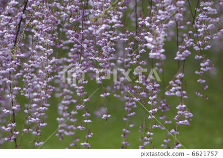 紅色的櫻花 6621757