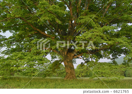 Tree tree Tree tree 6621765