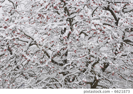 Persimmon's truly snow 6621873