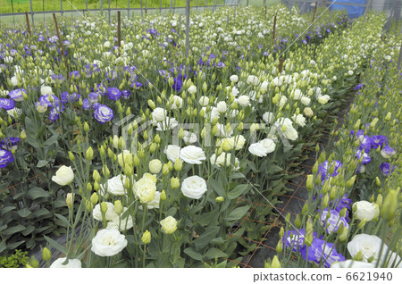 Turkey Powder Turkey Powder 6621940