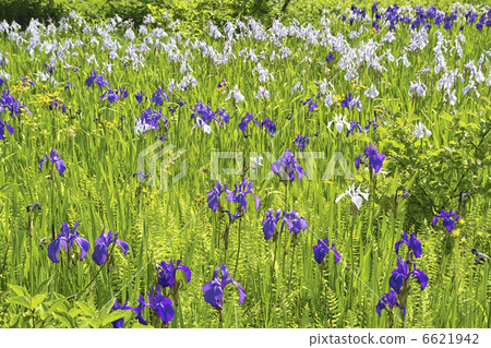 The show The show 6621942