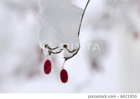 Sansui's really snow 6621950