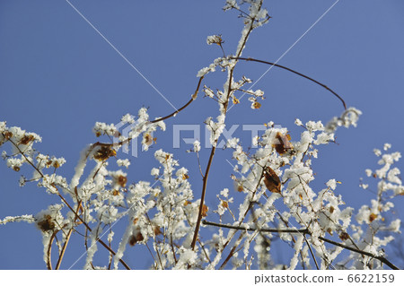 Snow on the grass Snow on the grass 6622159