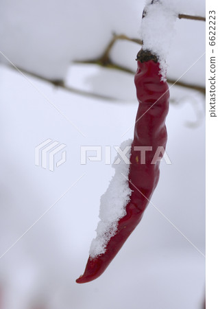 在辣椒上下雪 在辣椒上下雪 6622223