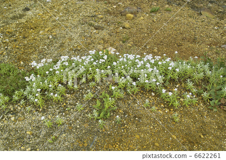 Yama Hakko Kusa 6622261