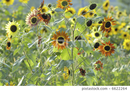 向日葵 向日葵 6622264