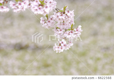 Cherry Blossoms	 6622388