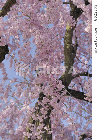 Weeping cherry tree 6622575