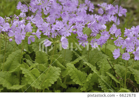 Primula Primula 6622678