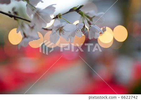 Cherry-blossom party at night 6622742