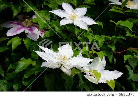 Clematis white iron wire (iron sen) Clematis white iron wire (iron sen) 6631375
