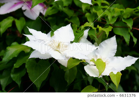 Clematis white iron wire (iron sen) Clematis white iron wire (iron sen) 6631376