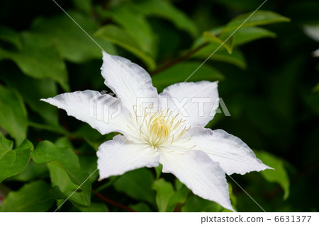 Clematis white iron wire (iron sen) Clematis white iron wire (iron sen) 6631377