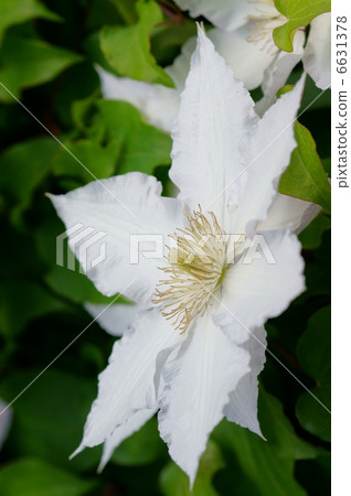 Clematis white iron wire (iron sen) Clematis white iron wire (iron sen) 6631378