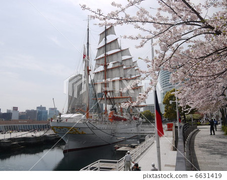 View of cherry blossoms and sailing boats in the Mirai area of Yokohama 6631419