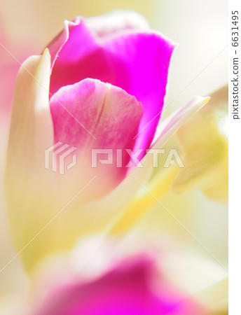 Bud of Denfare Bud of Denfare 6631495