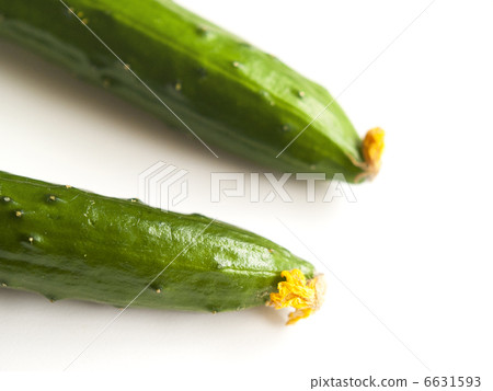 兩個採摘黃瓜與黃色的花朵 兩個採摘黃瓜與黃色的花朵 6631593